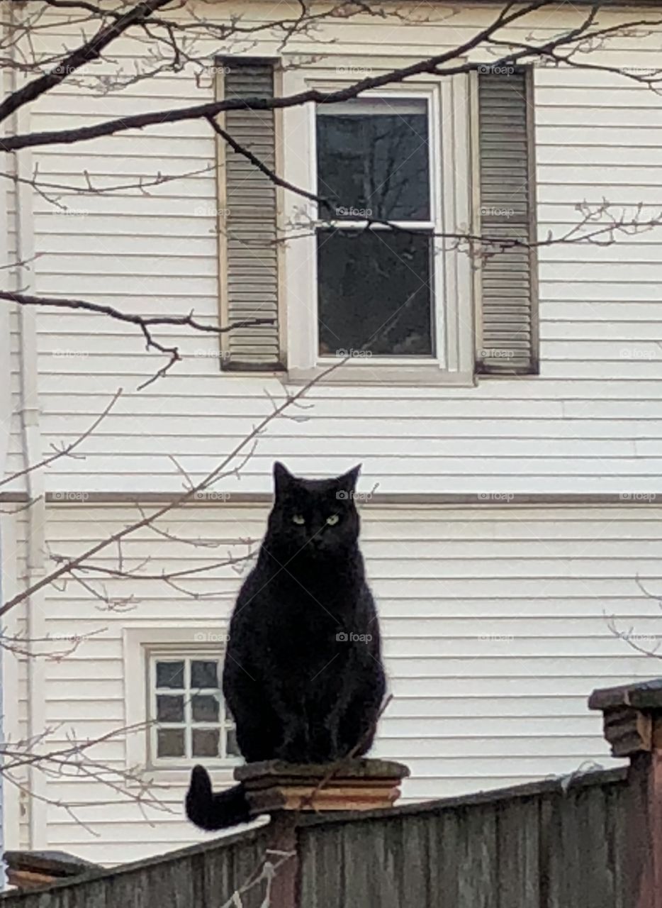 Max, alleyways black cat