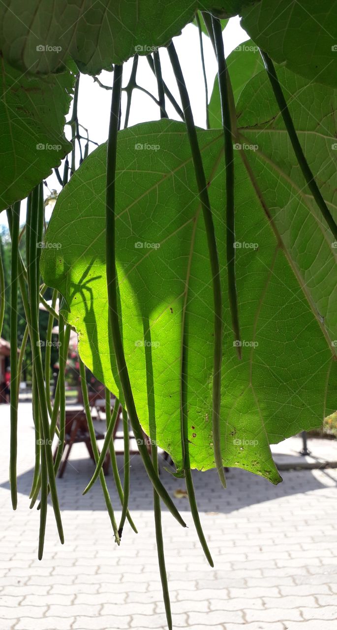 catalpa fruits in sunshine