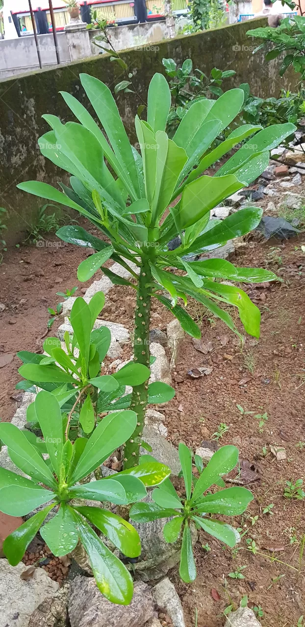 fl6