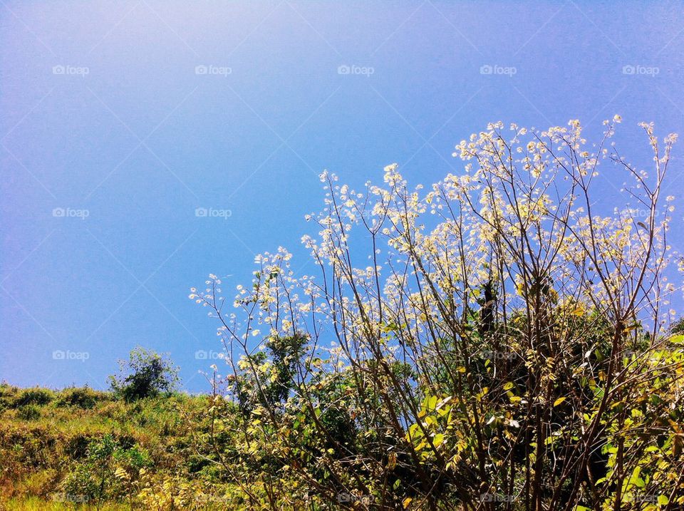 A tree in a sunny day