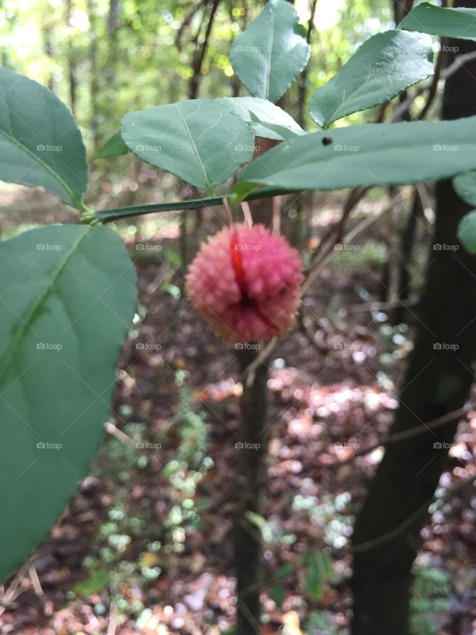 This is the berry on the Strawberry bush before it opens to reveal 4 smaller oval berries. It is found in the understory of a North Georgia forest during late October.
