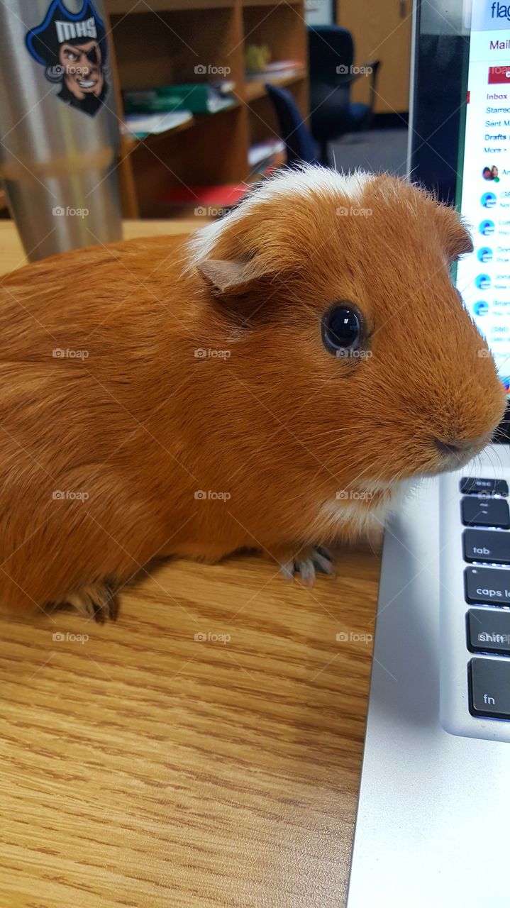 Guinea Pig