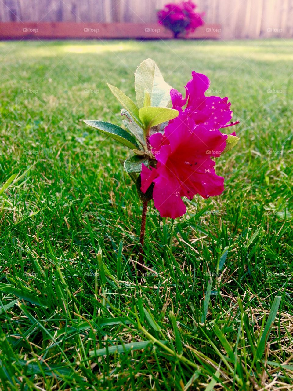 I Stand Alone. Beautiful little flower standing strong in the middle of the yard.