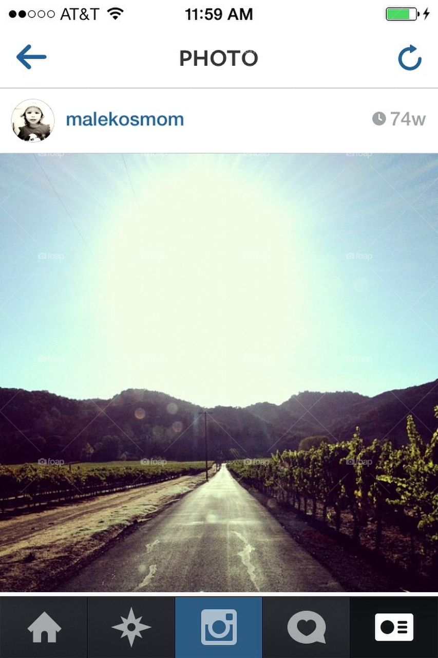 Road way through the vineyard 