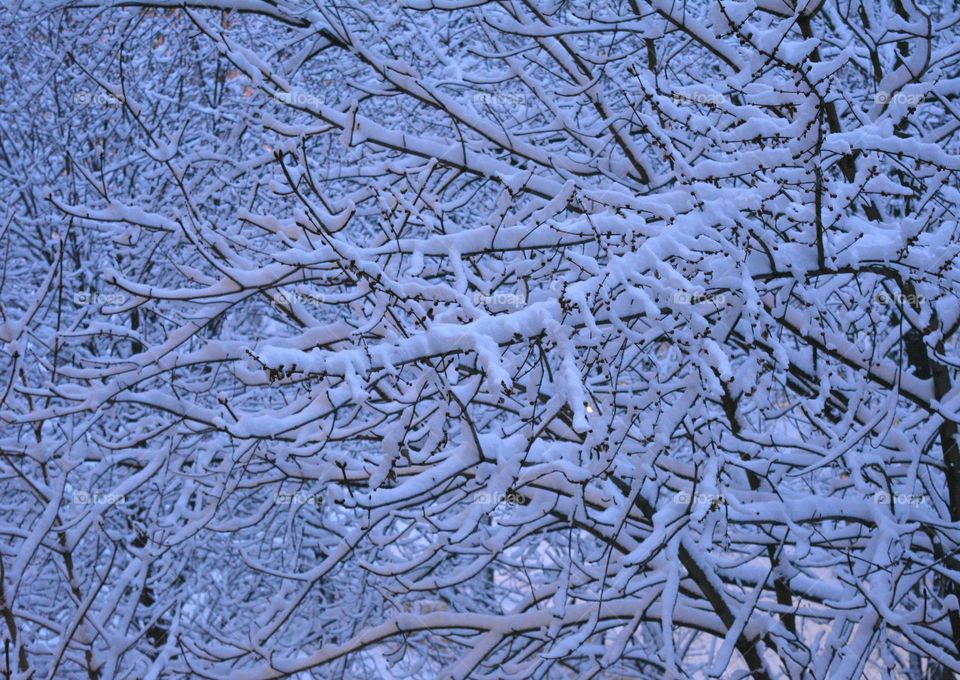 Frost, Winter, Desktop, Snow, Frosty