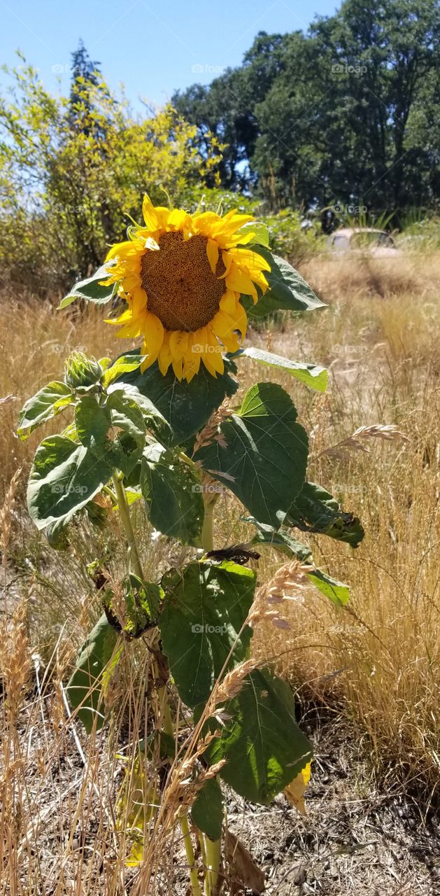 Sunflower in field alone