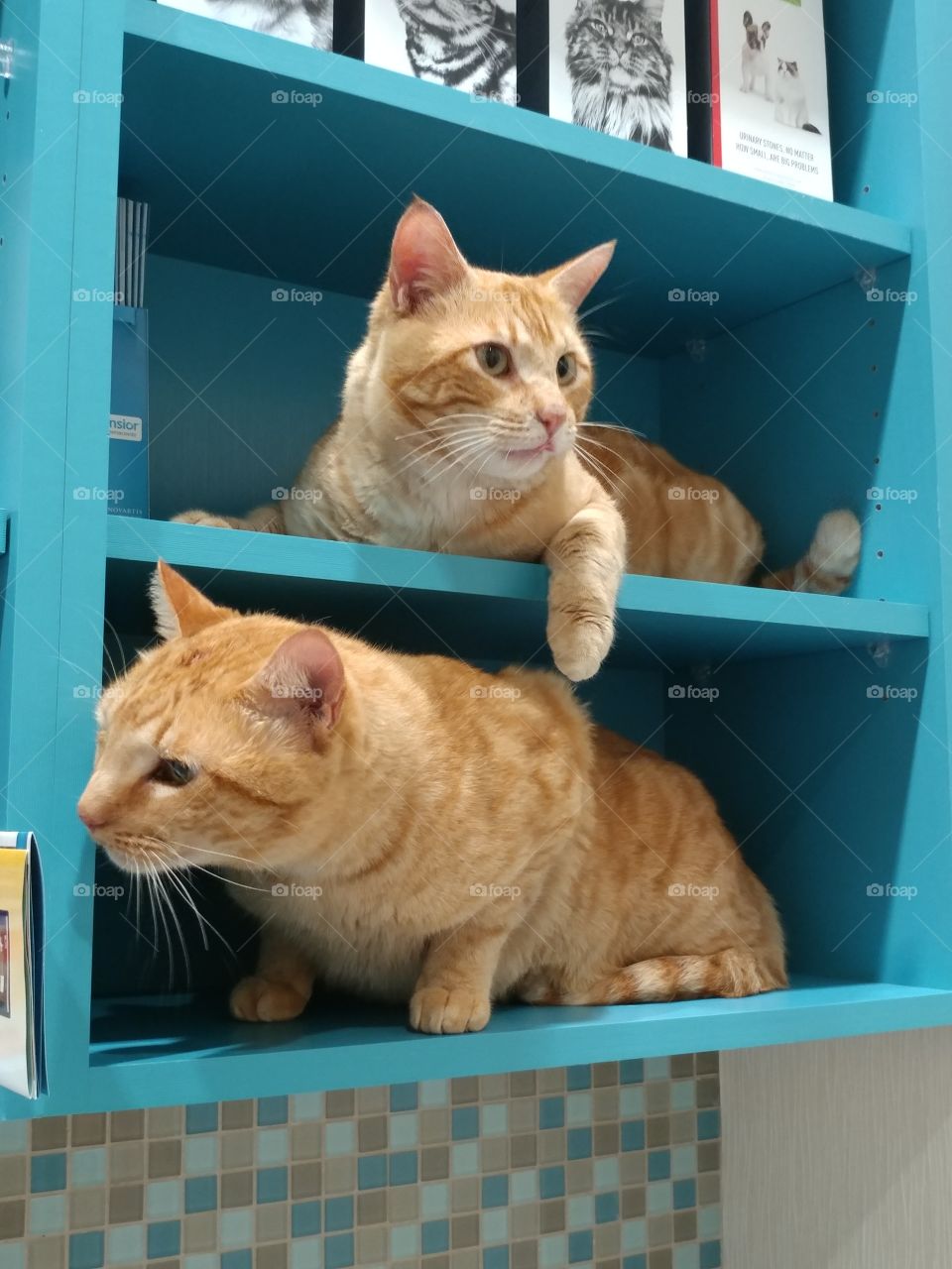 Two orange tabbys looking around to,see if the cost is clear at the veterinary office.
