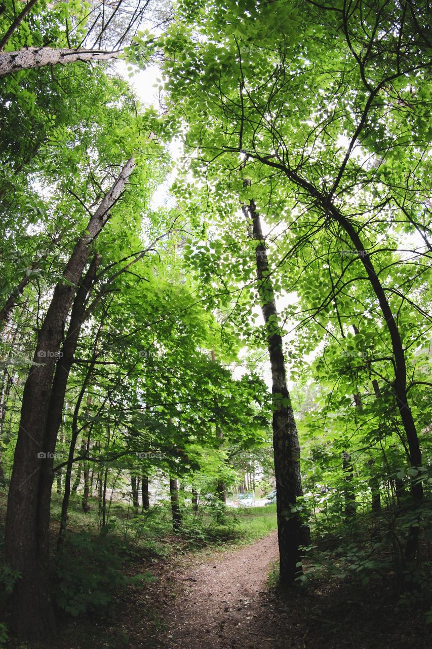 Trees from a fisheye perspective 