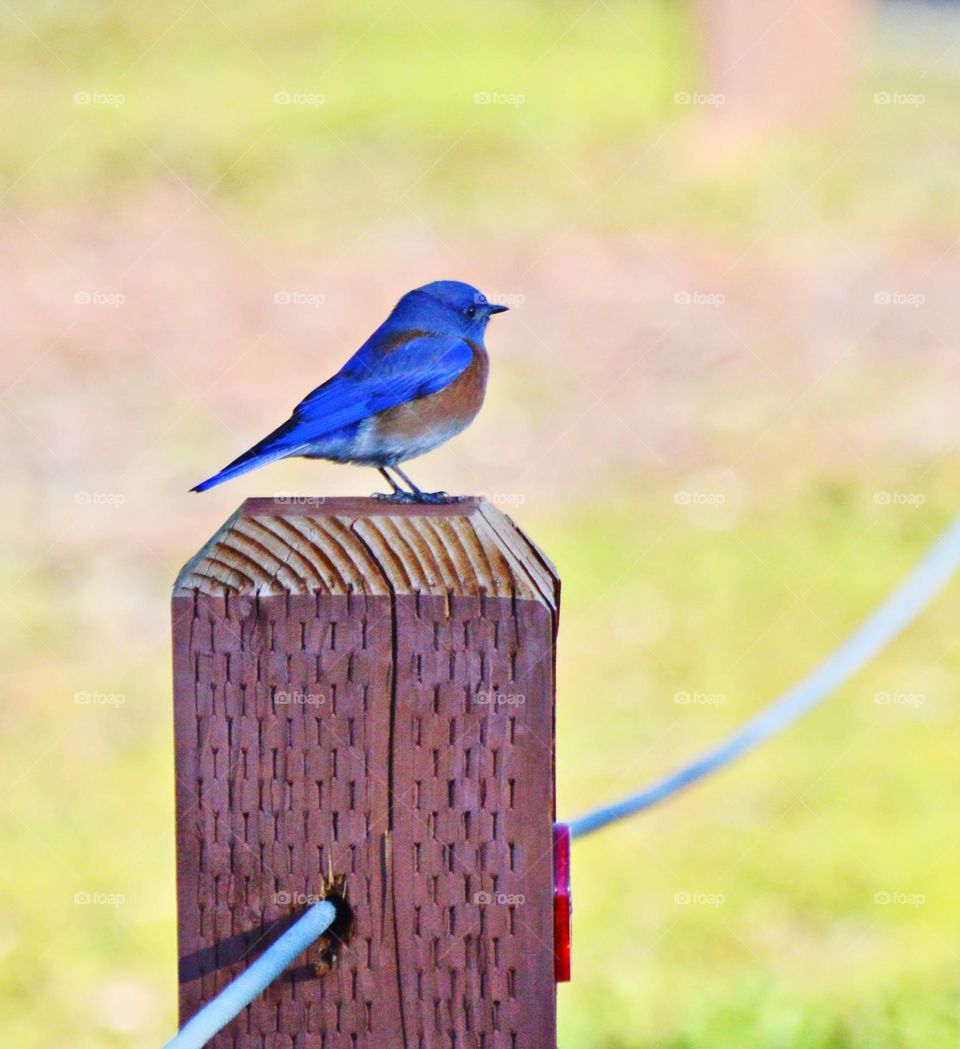 Blue Bird perched on a wooden post