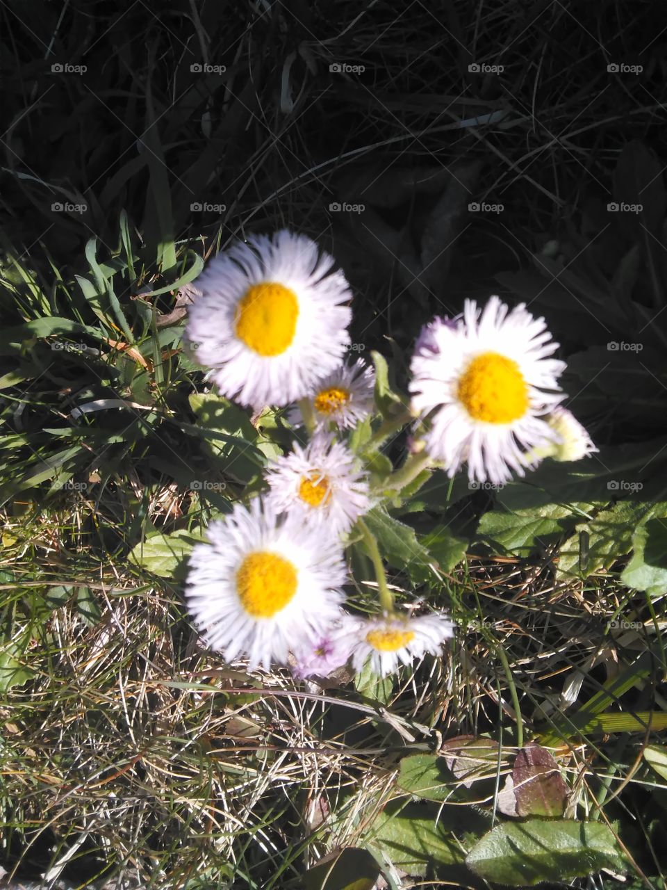 Wild daisies
