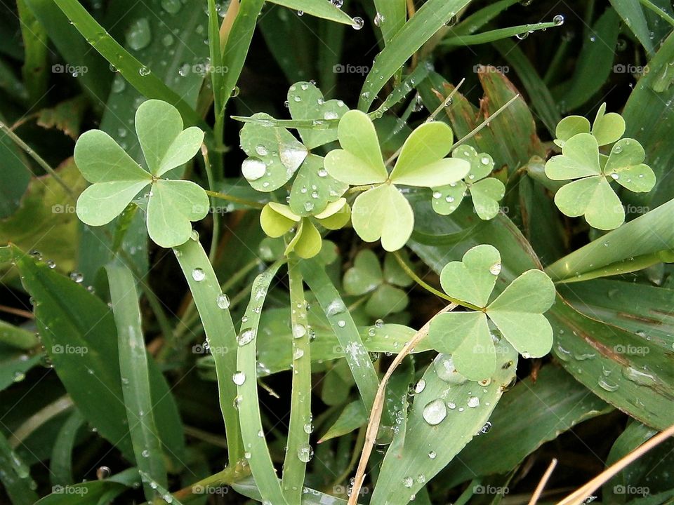 wet three leaf clovers