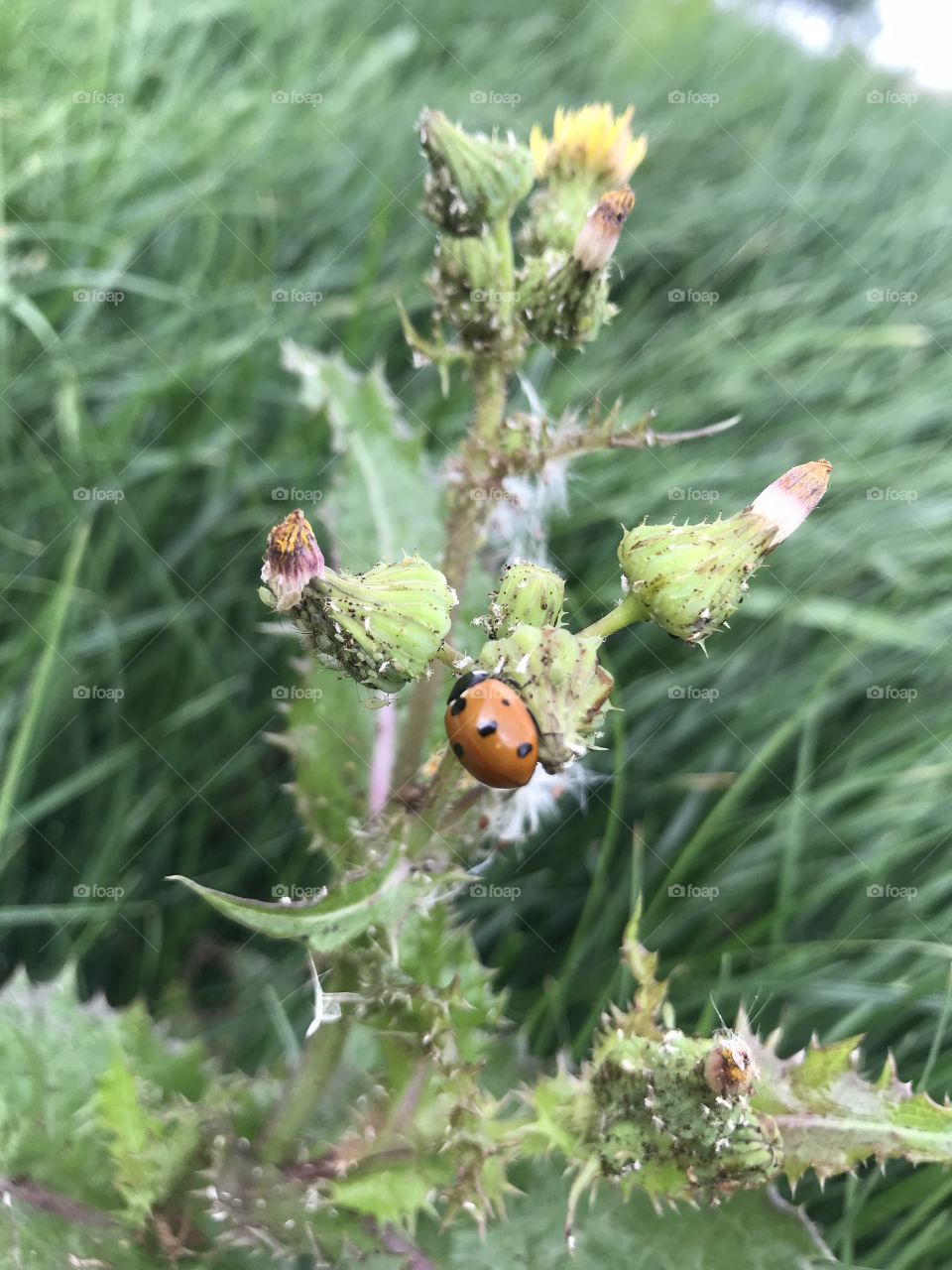 Lady bug crawling on a prickly plant possibly a weed. 