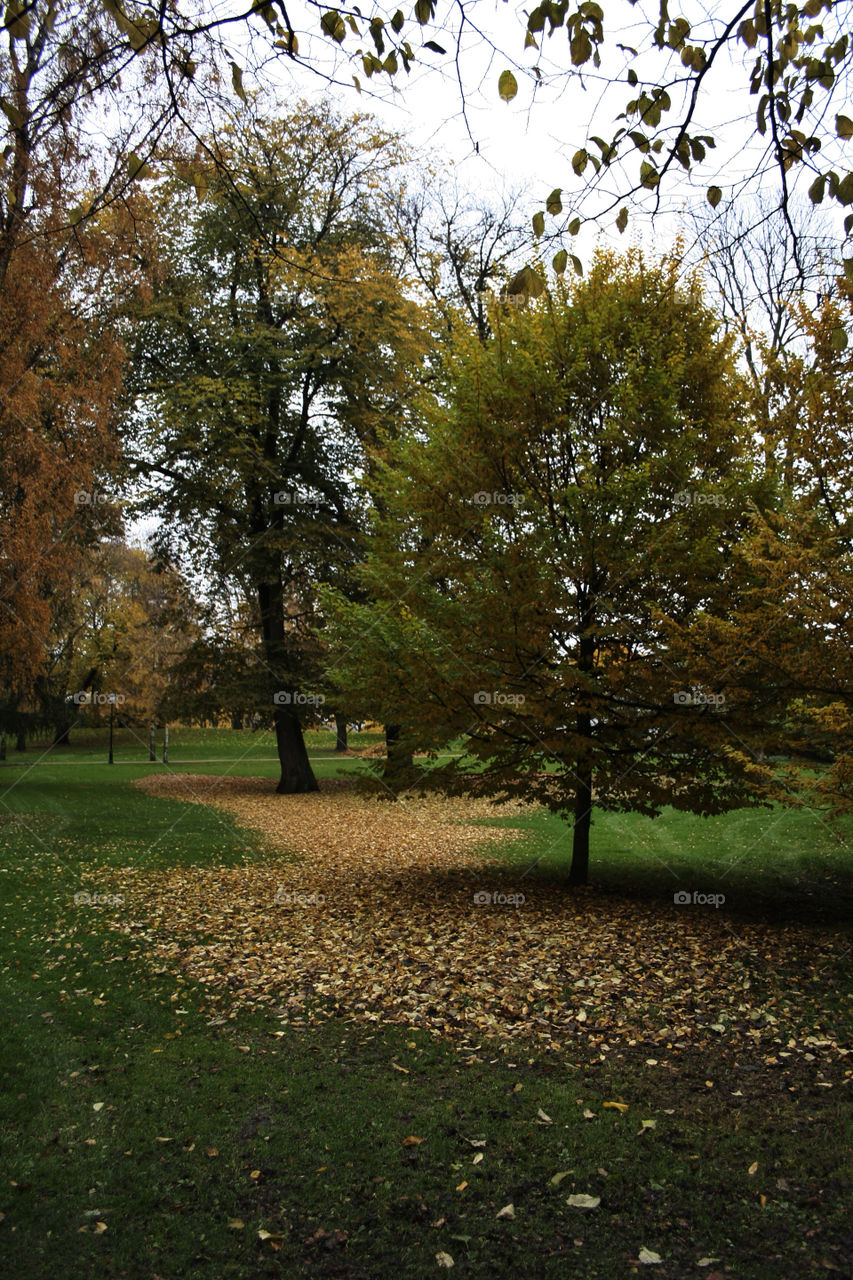 tree park autumn oslo by nader_esk