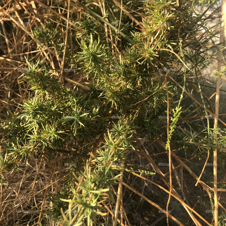 Plant