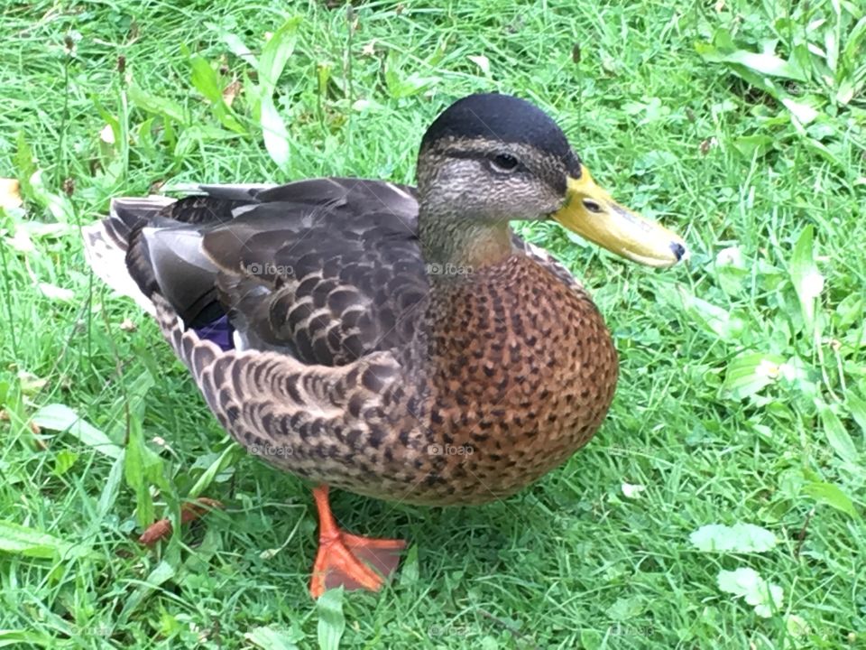 German duck