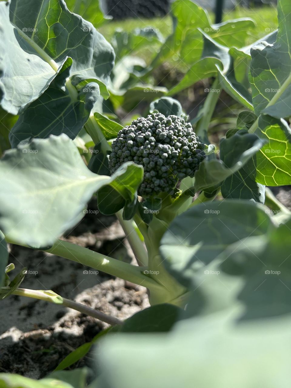 As the sun begins to warm its rays, so does the earth begin to sprout its roots. 