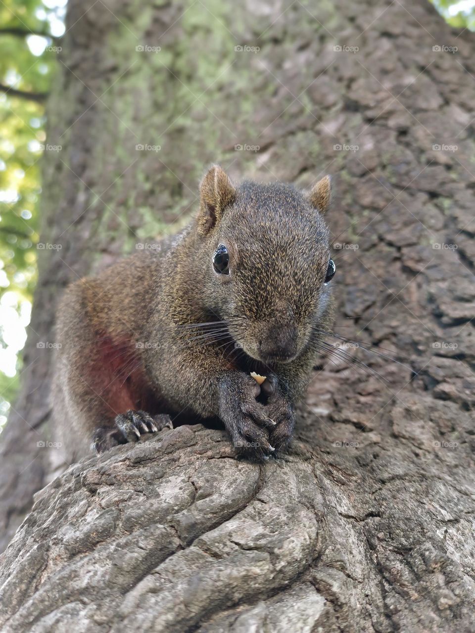 Red-bellied Squirrel