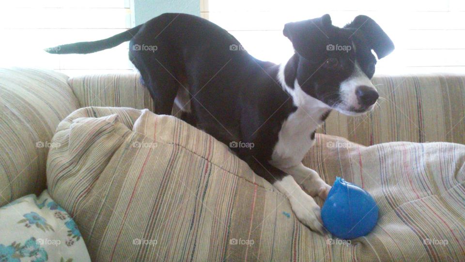A pup and his ball. This is his new toy. After 5 minutes he is already starting to deform the plastic ball. This toy will not last long.