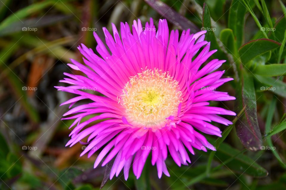 Closeup of a flower. Closeup of a pink flower