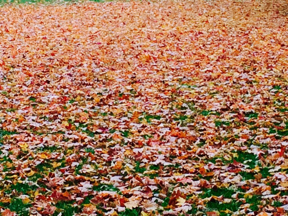 Leaf blanket