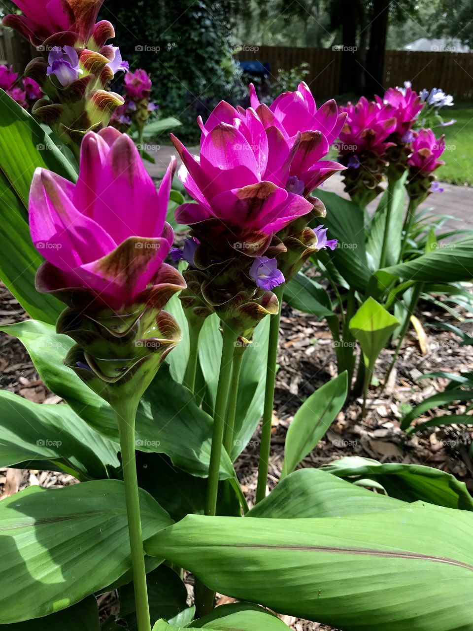 Circumas blooming in the garden