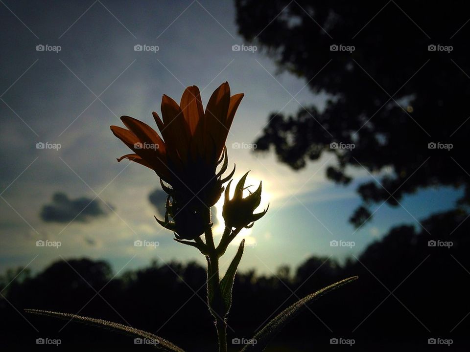 Flower sunset