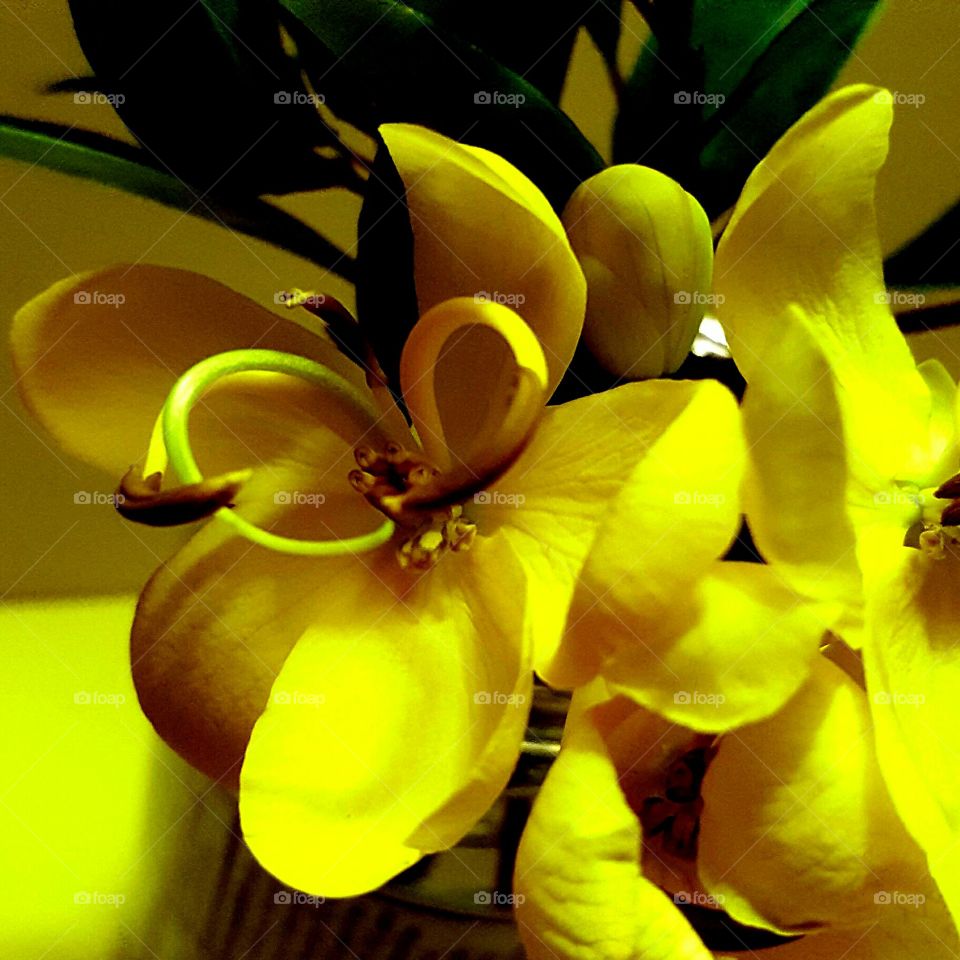 yellow