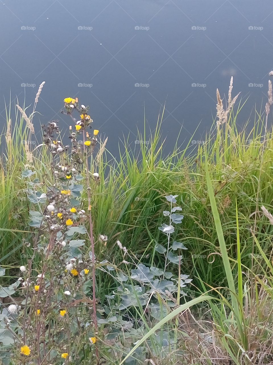 Polish nature, at the river pool