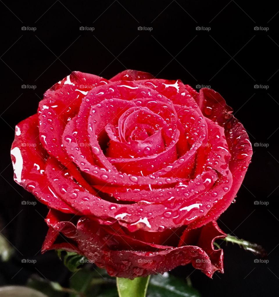 Nice red rose