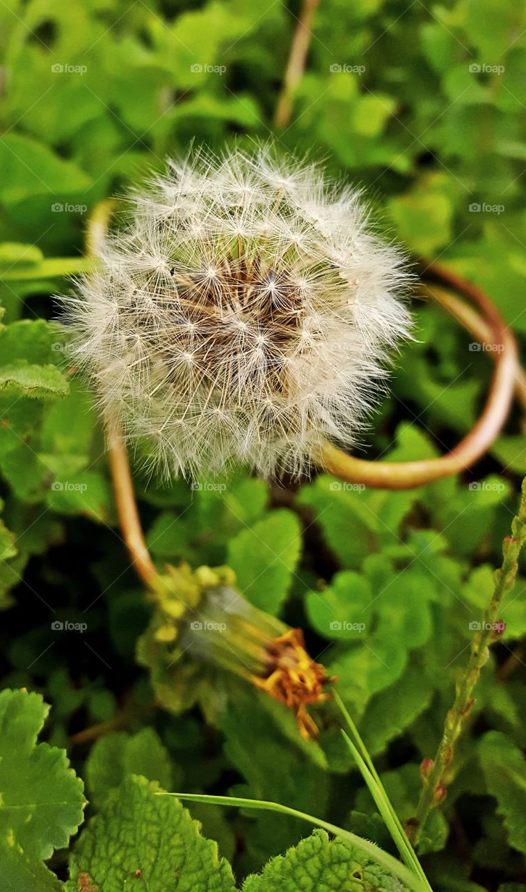 Close-up of dandelion flower