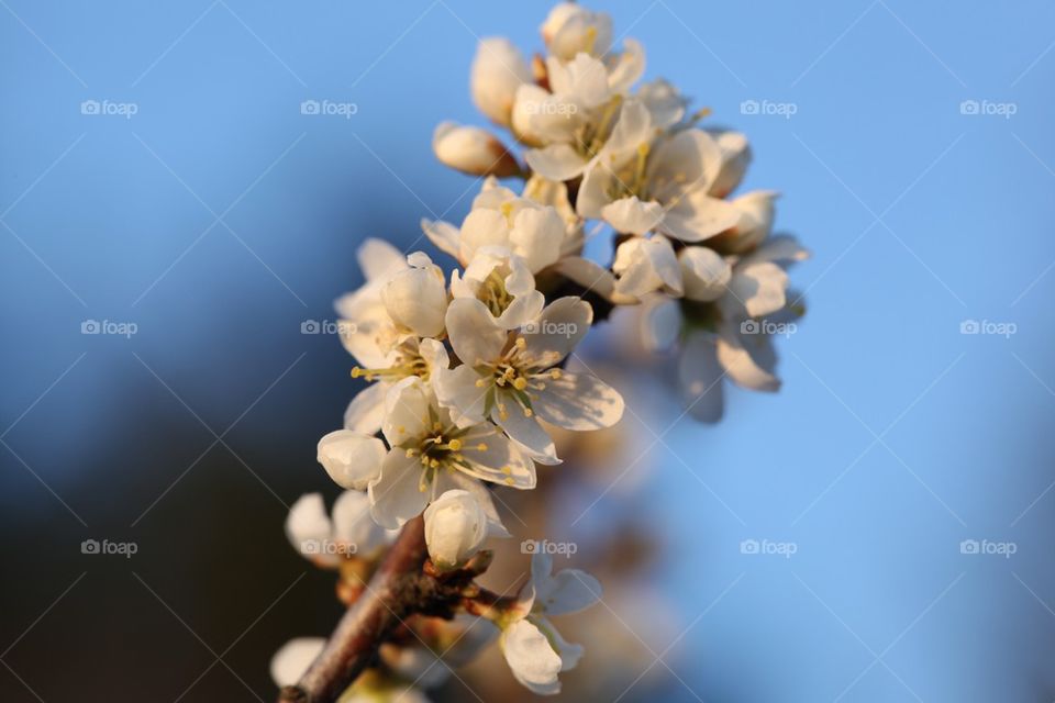Blooming tree branch
