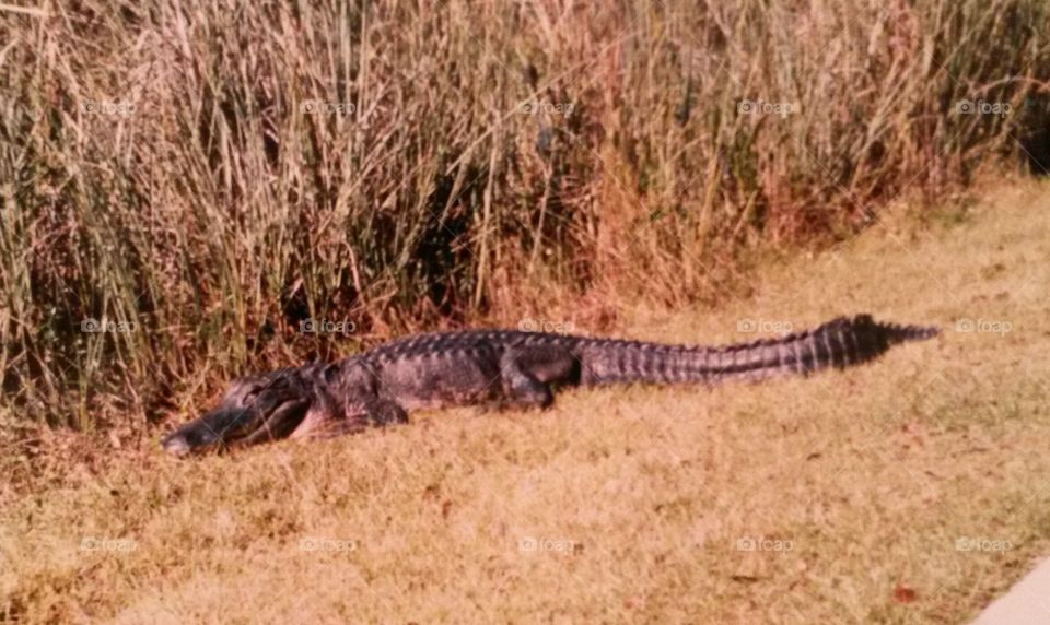 Alligator 