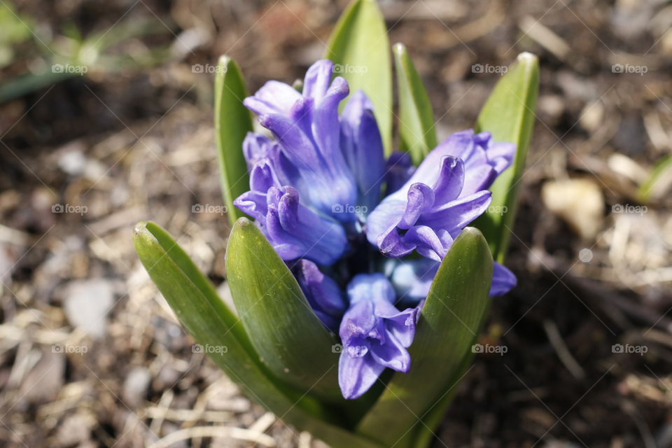 Hyacinth 