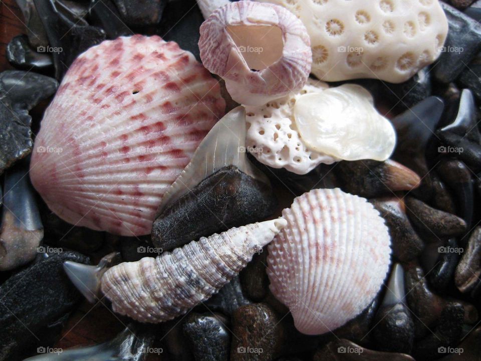 Variation of sea shells