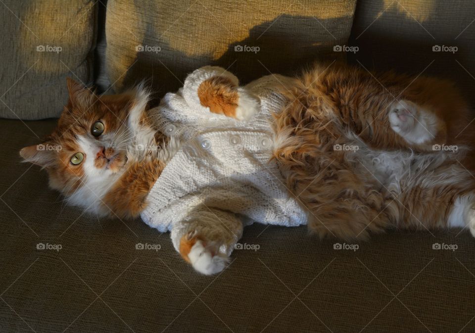 cat pet in sweater resting on a sofa in the solar light home