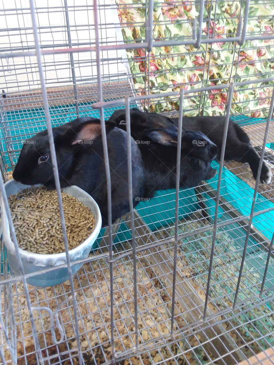 Little Black Rabbits in a Hutch