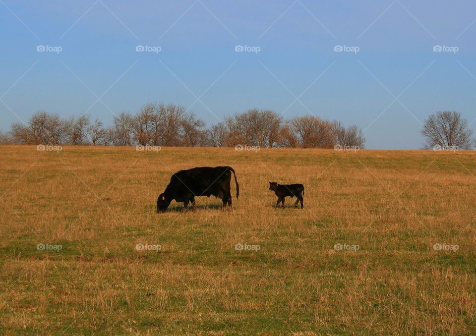 Moments on the Farm