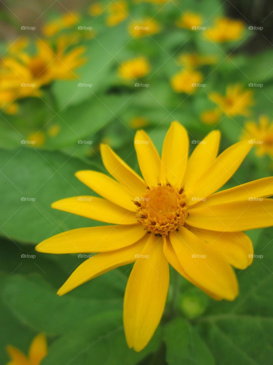 yellow flowers