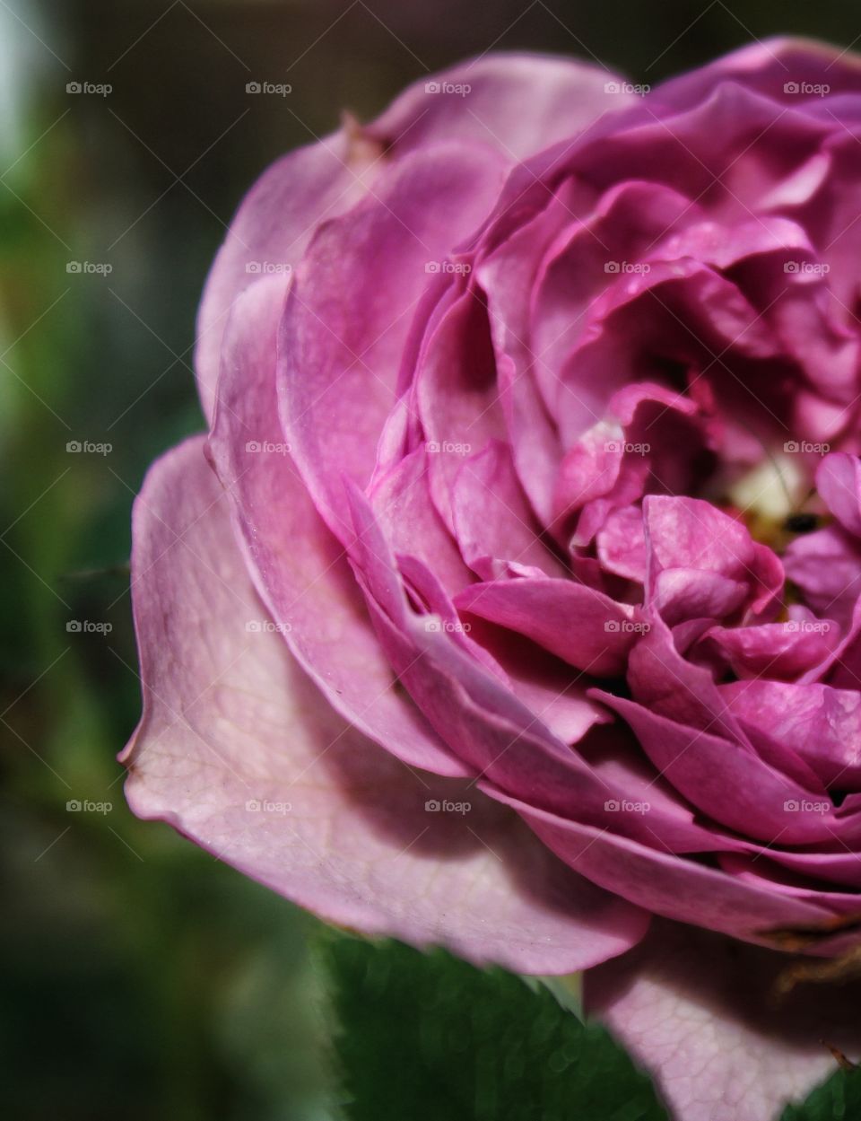 close up photo of beautiful fading colors of a rose' petals