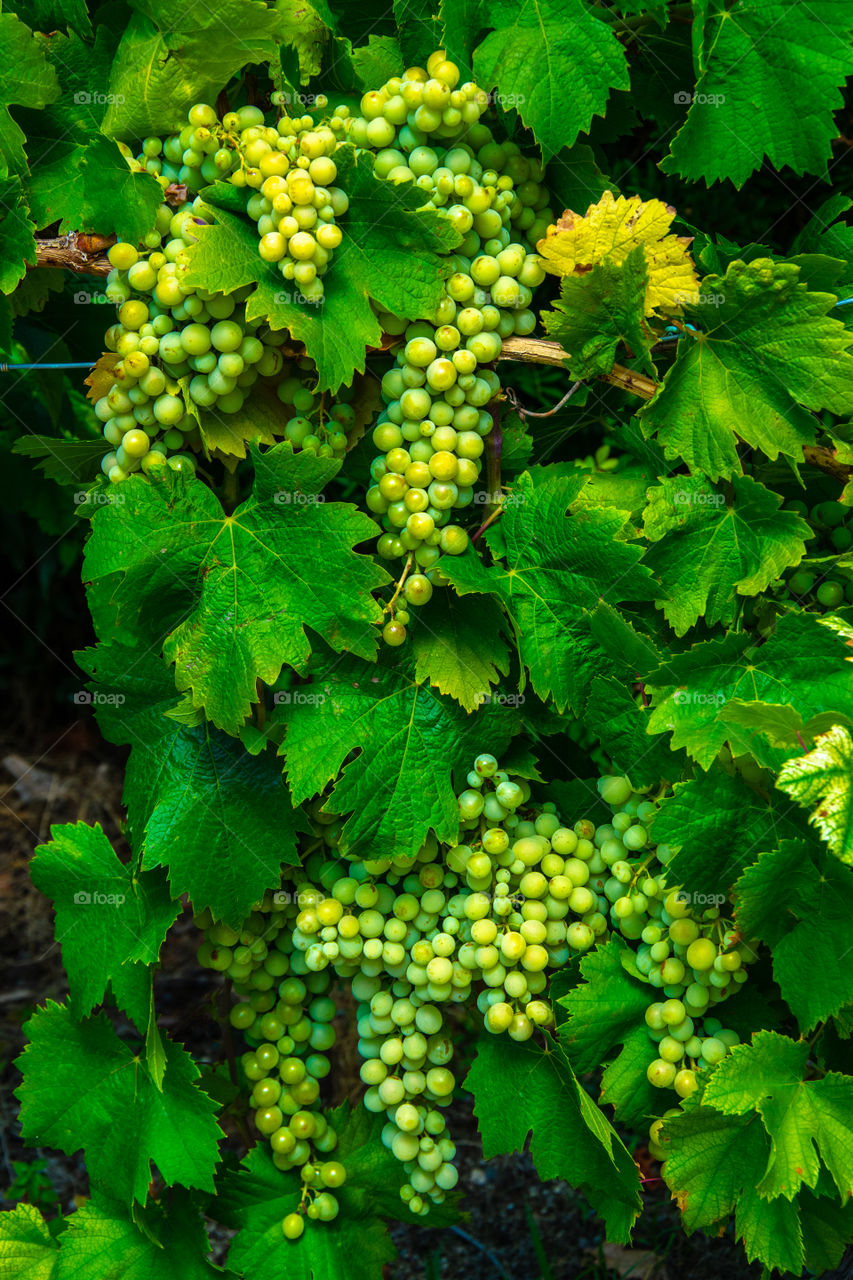 Eight grape clusters