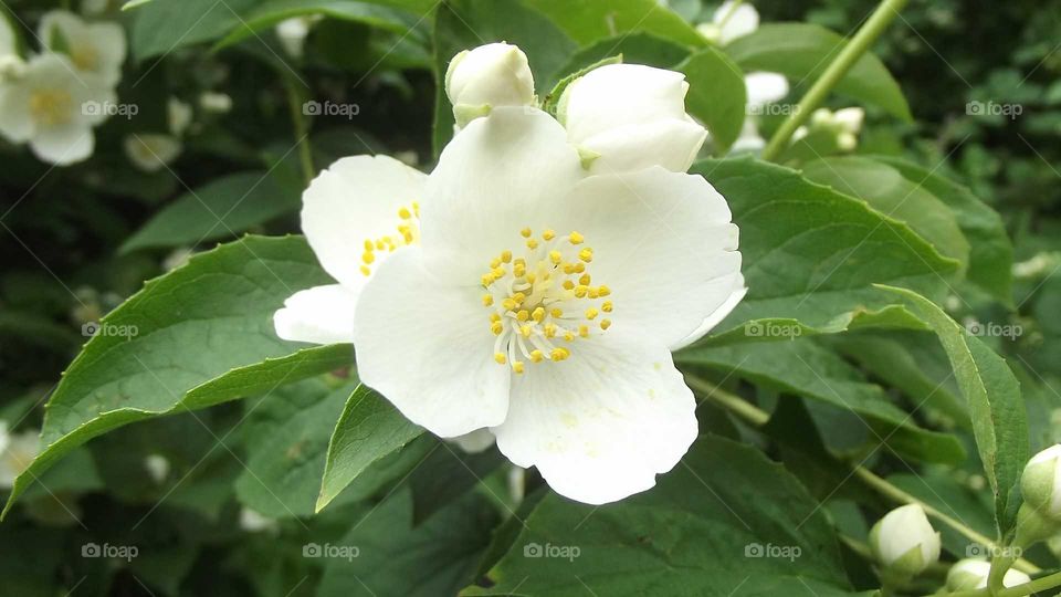 Jasmīns flower