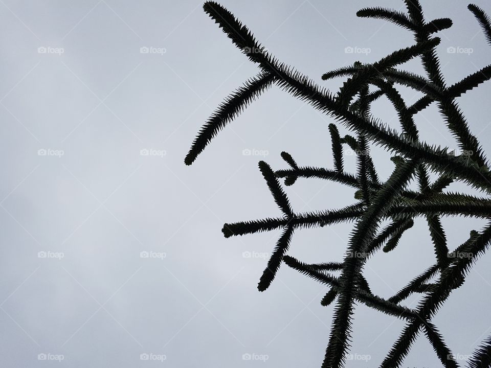 Minimalism nature details close up of "Monkey puzzle" tree branches or araucaria evergreen coniferous, close up on a grey dull sky background