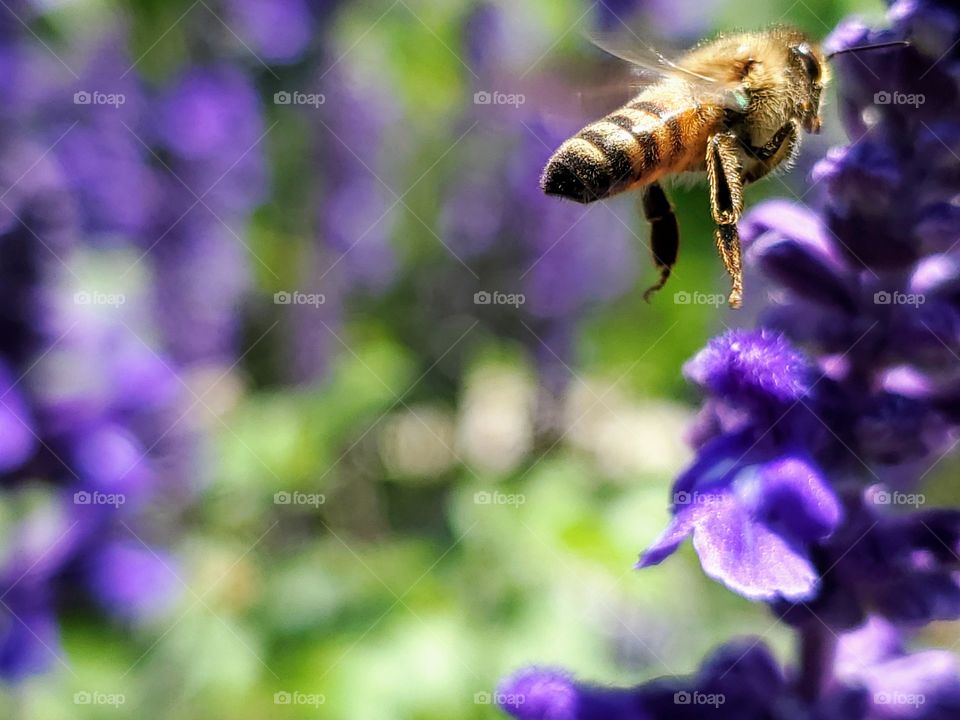 Honey bee in route flying towards a purple mystic spires flower.