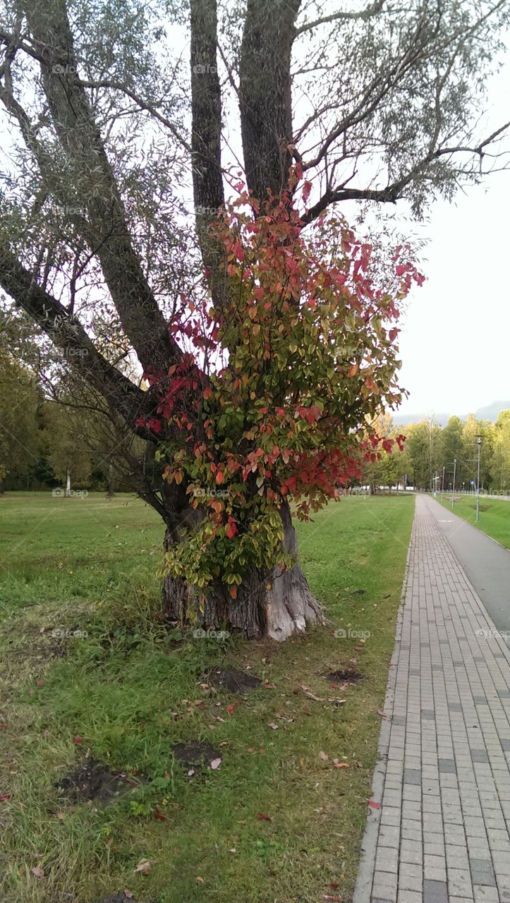 Autumn almoust here)