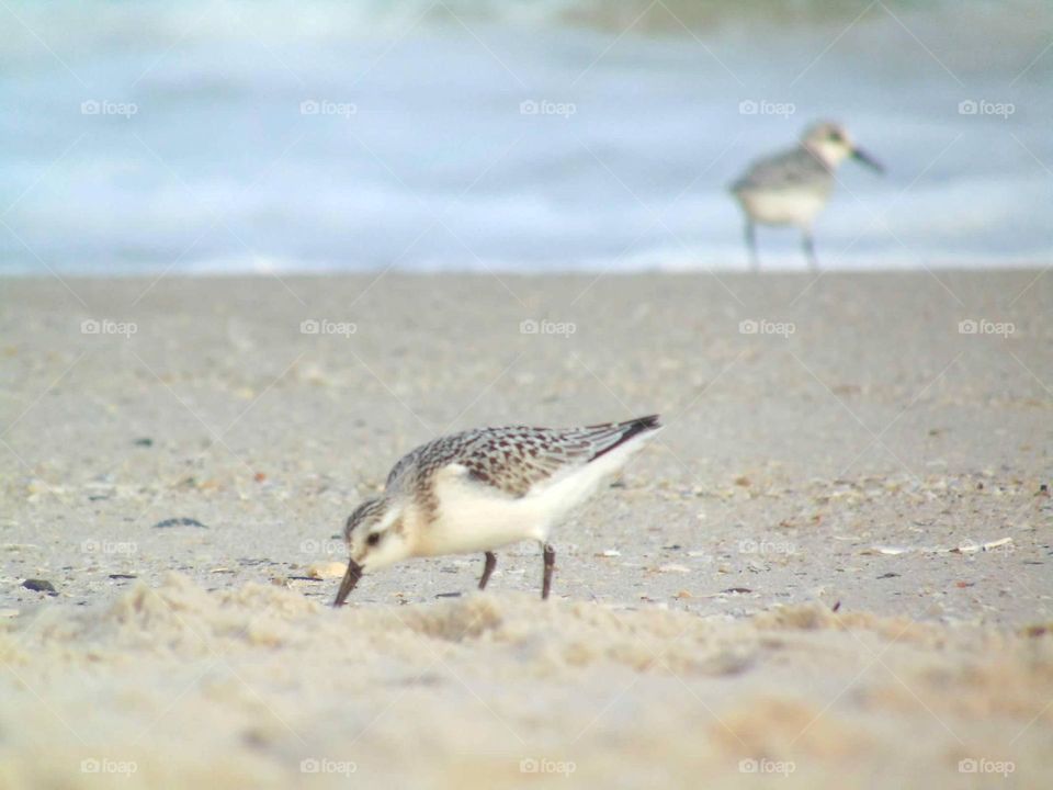 Sandpipers searching for food on the shore. 