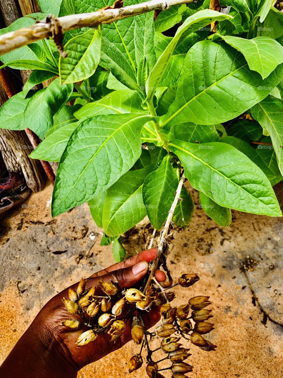 A green plant with Sri seeds from a genus of herbaceous plants and shrubs called Nicotiana. These tobacco plants have multiple uses.