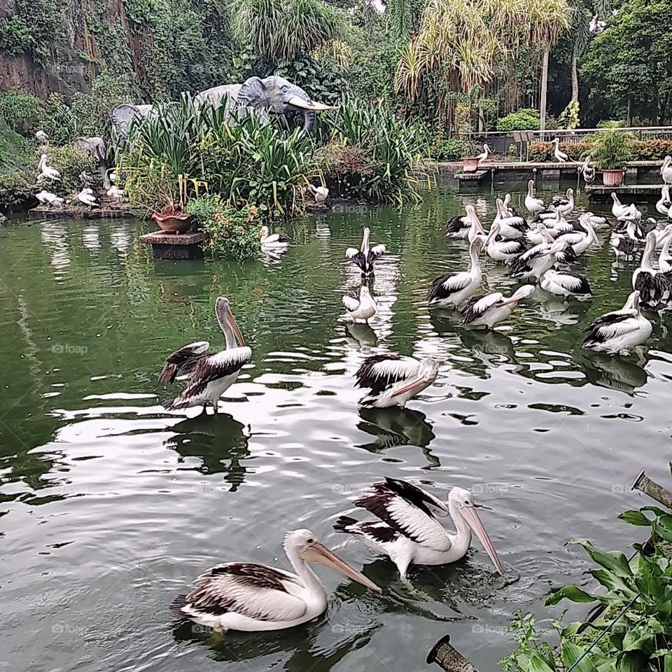 Pelicans in the lake