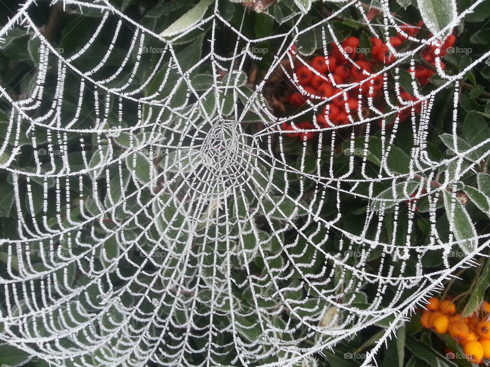 Web as icy lace