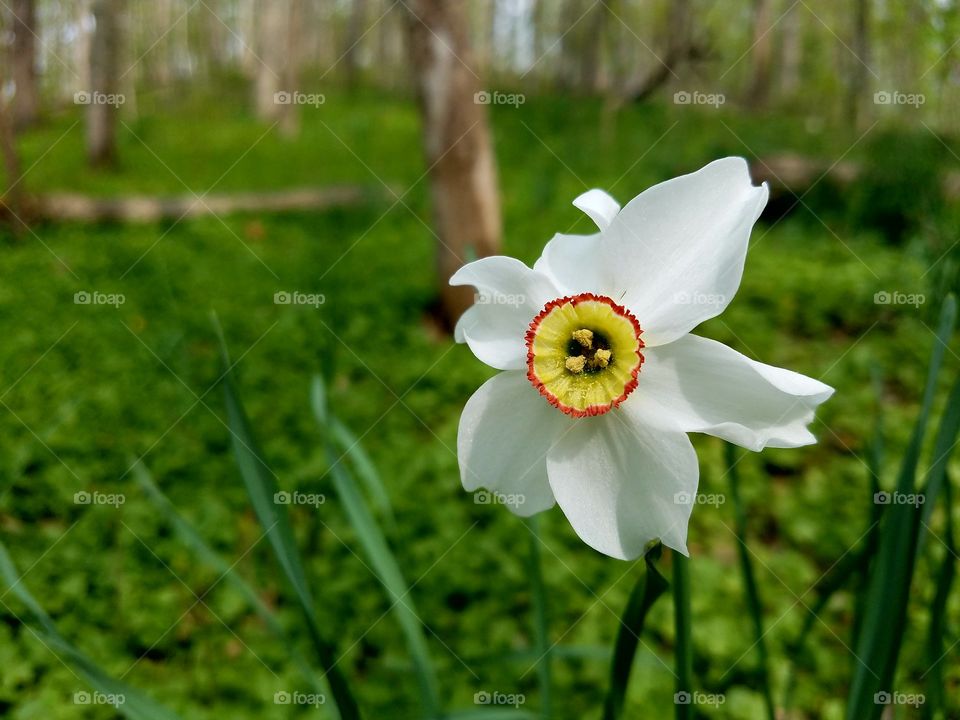 Daffodil