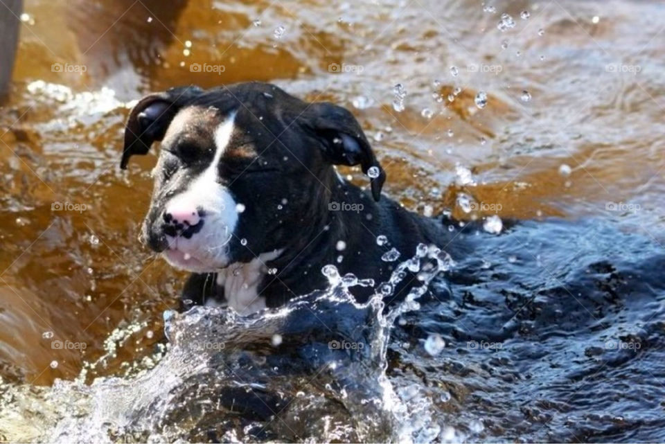 water cute puppy vatten by paula